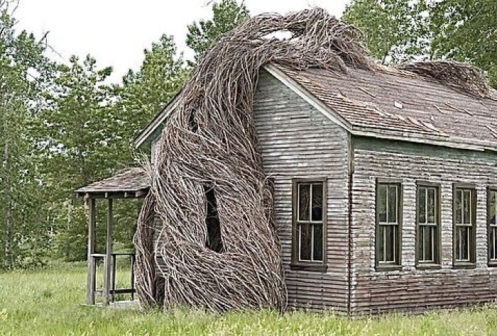 The Organic Twig And Sapling Sculptures Of Patrick Dougherty