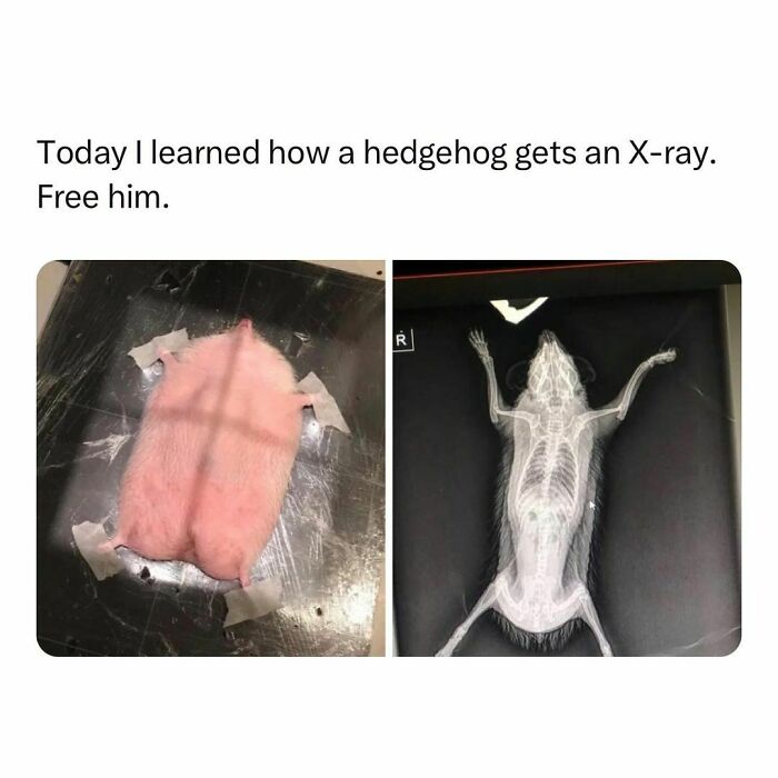 Wholesome-Memes-Hurtingsouls