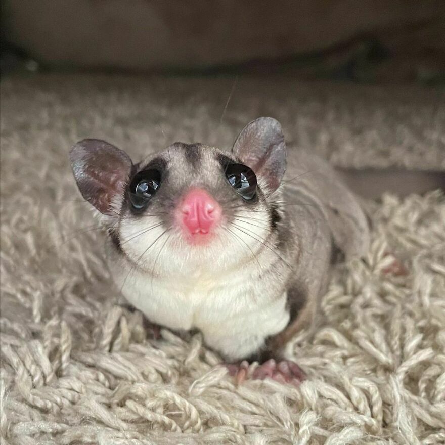 Sugar glider on the carpet 