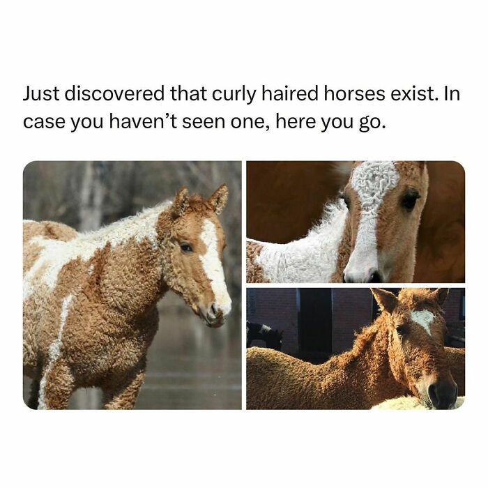 Wholesome-Memes-Hurtingsouls