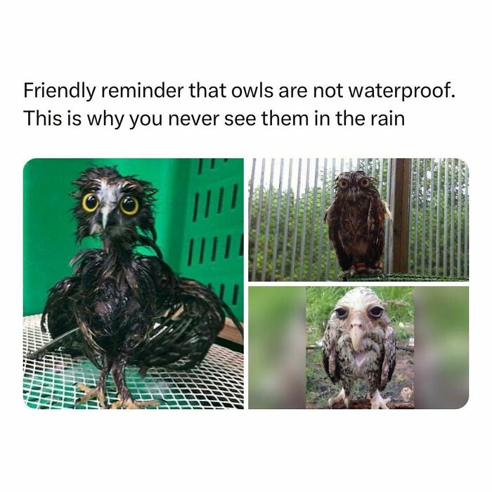 Wholesome-Memes-Hurtingsouls