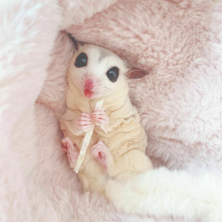 Sugar Glider snaking 