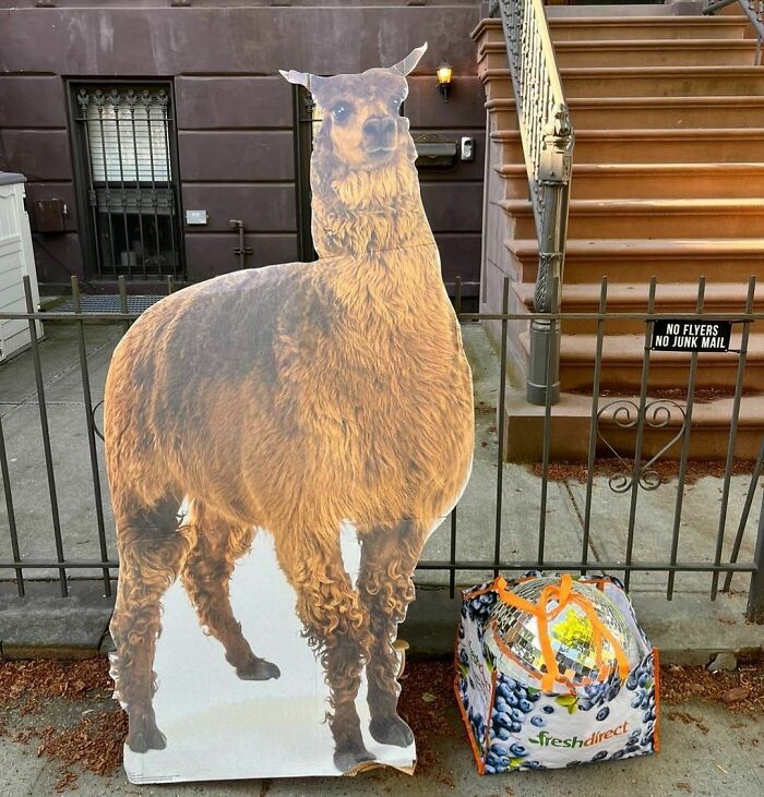 Only. In. New York. Disco Ball And Life Size Cardboard Llama In Front Of 500 Quincy In Brooklyn