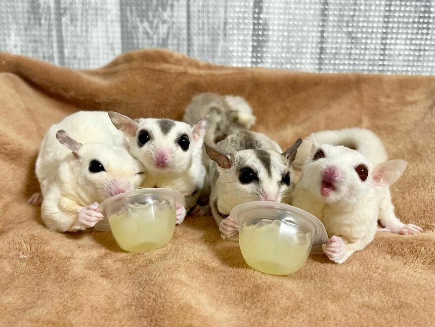 Sugar gliders eating 