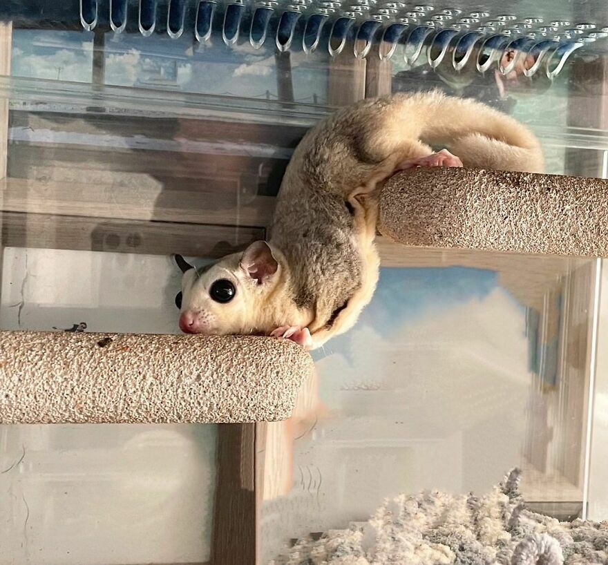 Sugar glider in the cage 