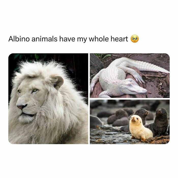 Wholesome-Memes-Hurtingsouls