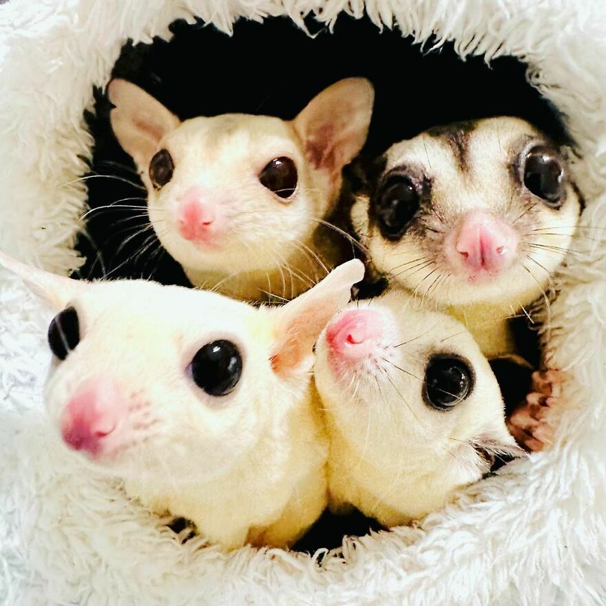 Sugar gliders in their tiny hole