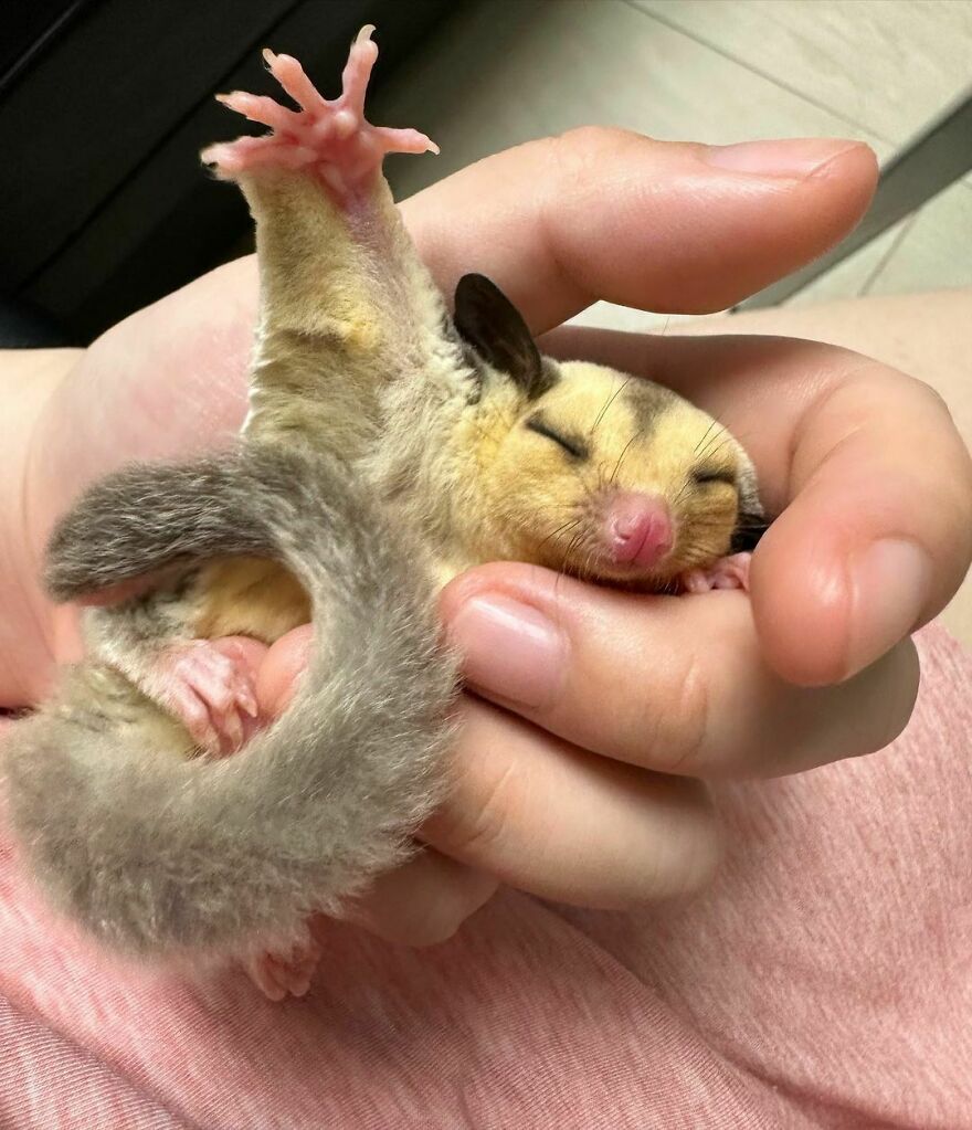 Sugar glider sleeping in the human hand 