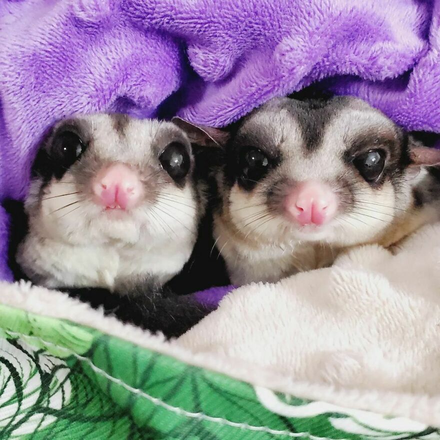 Sugar gliders under the blanket 