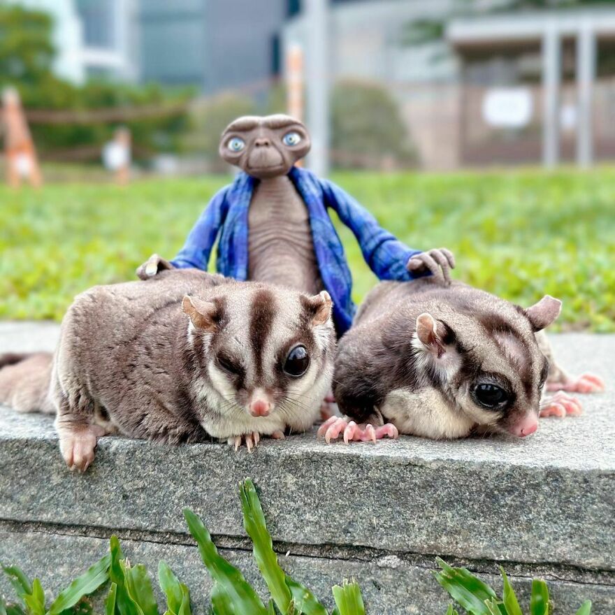 Two sugar gliders next to an alien statue 