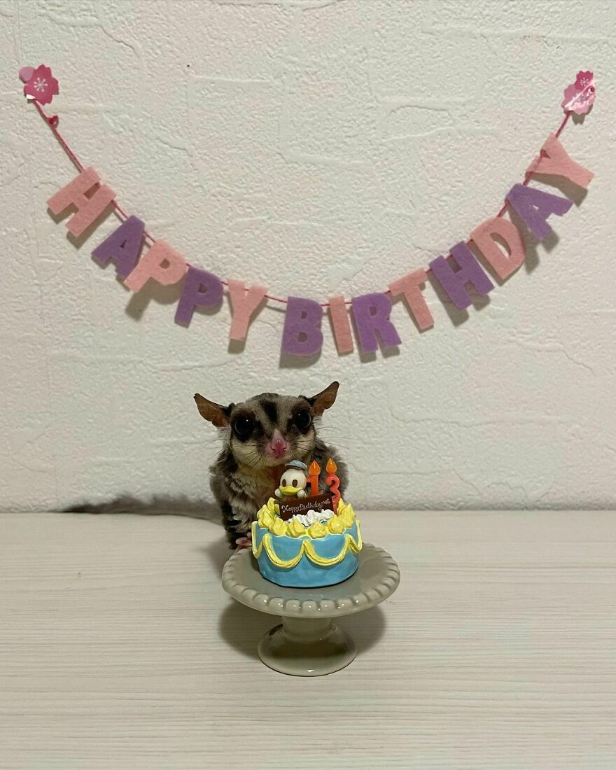 Sugar glider with birthday cake 