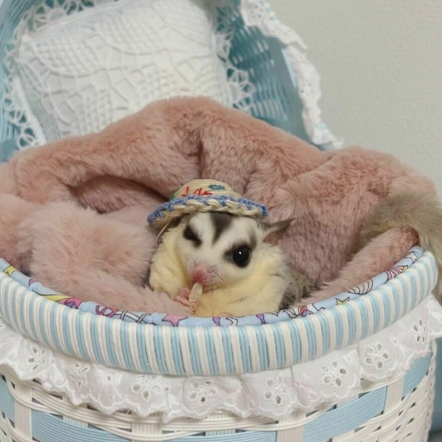 Sugar Glider eating in the bed 