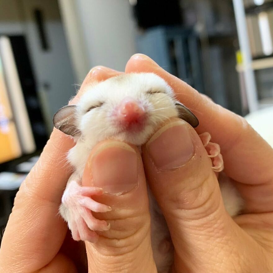 Human holding sugar glider