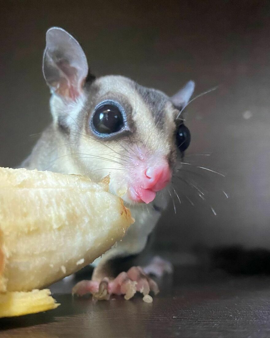 Sugar glider eating a banana 