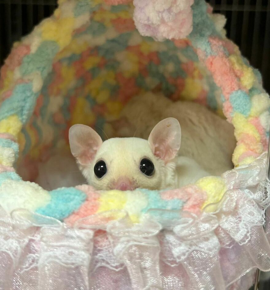 Sugar glider in the pet bed 