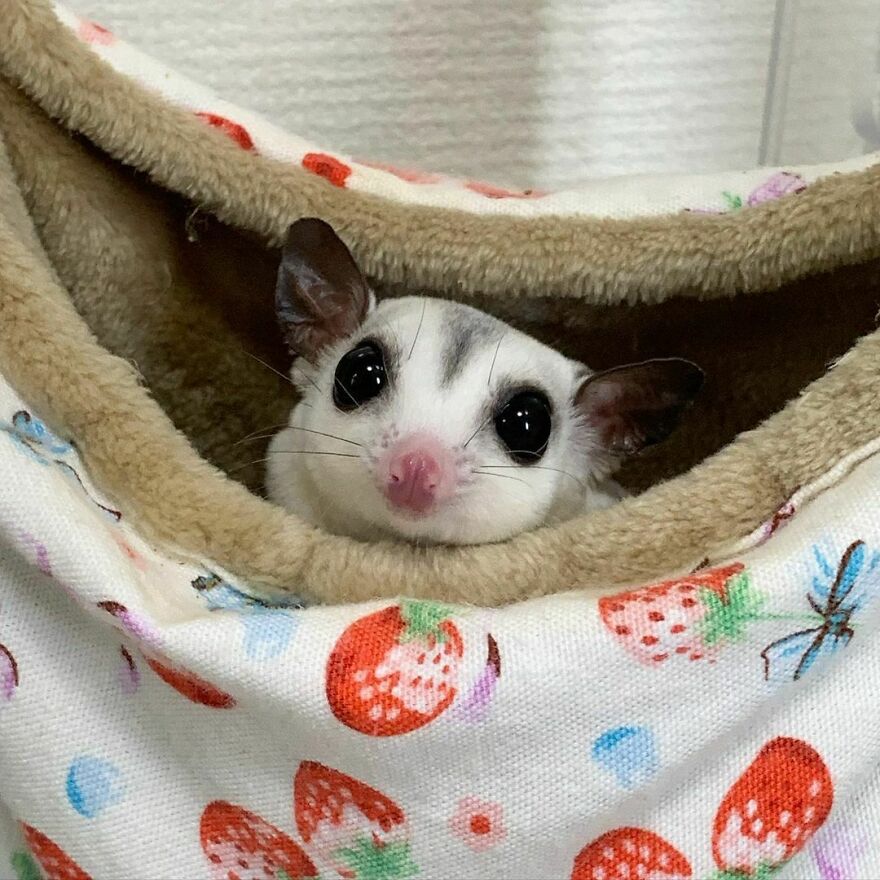 Sugar glider in the pet bed 