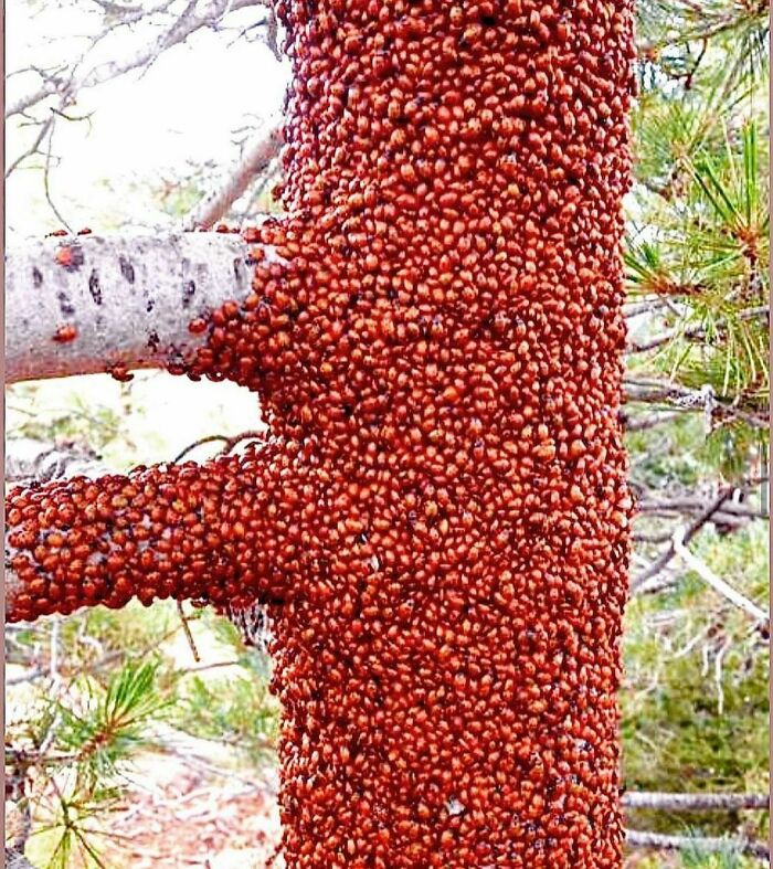 Like A Herd Of Cattle Or A Flock Of Geese Or A Pack Of Wolves, A Swarm Of Ladybugs Are Referred To As A “Loveliness”