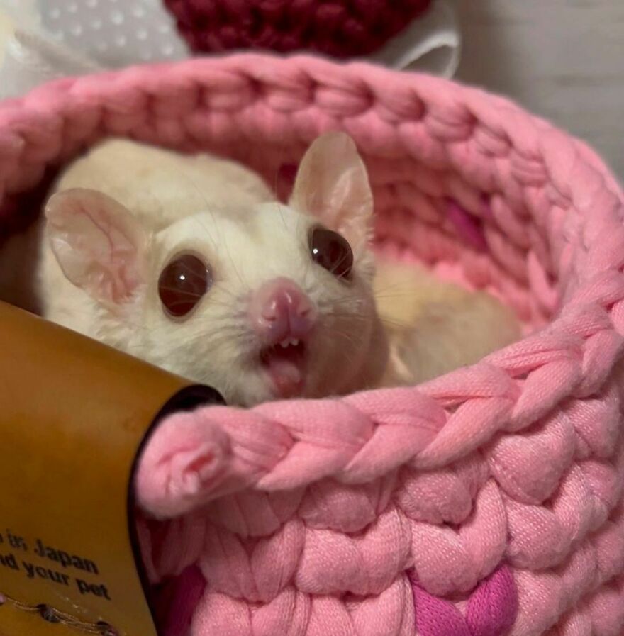Sugar glider in the pink pet bed 
