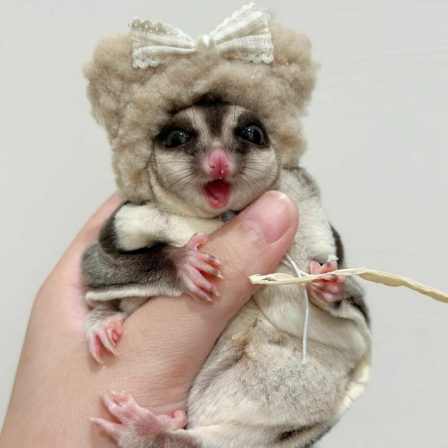 Sugar glider wearing a hat with bow 