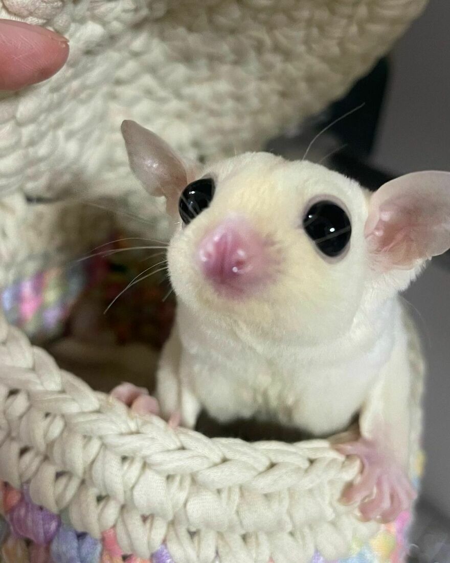 Sugar glider in knitted bed 