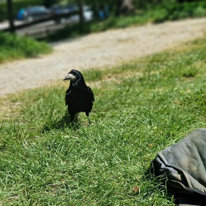 Crow walking in the grass