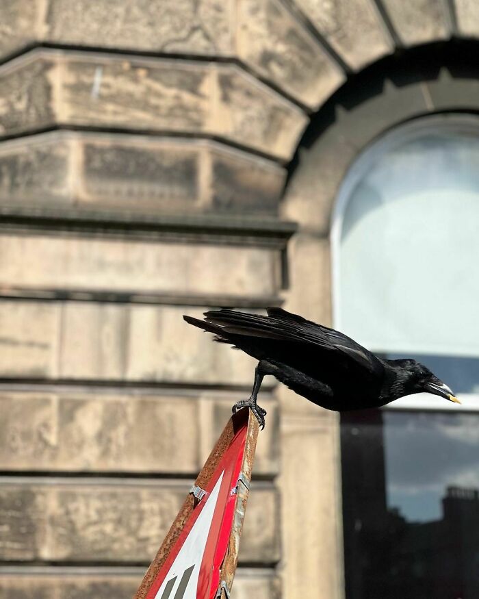 Crow standing on sign