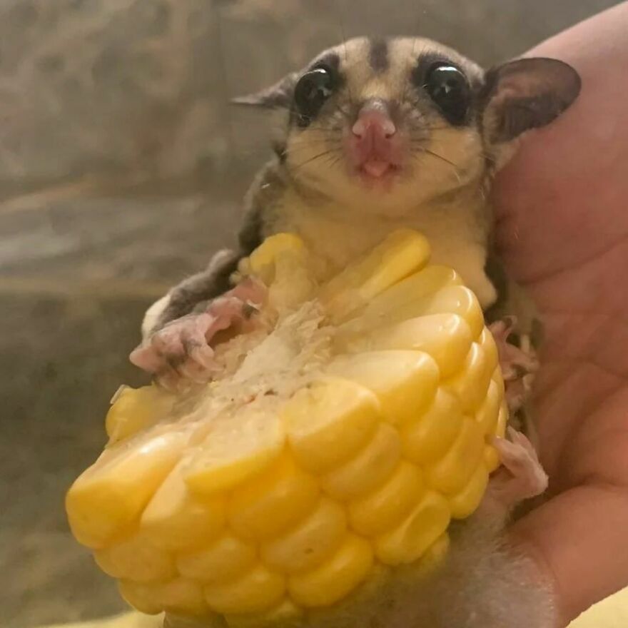 Sugar glider eating a corn 