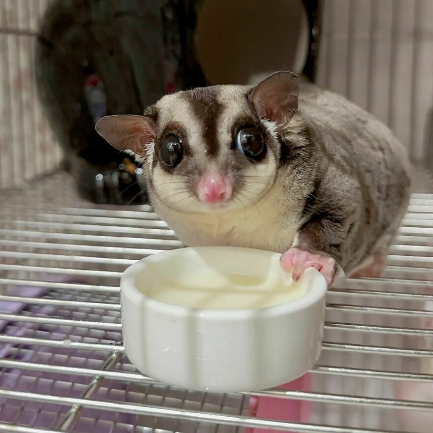 Sugar glider eating from the bowl 