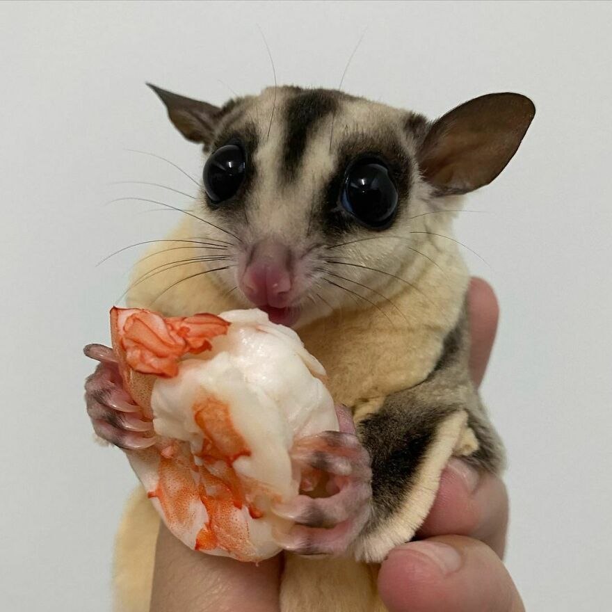 Sugar glider eating a shrimp 