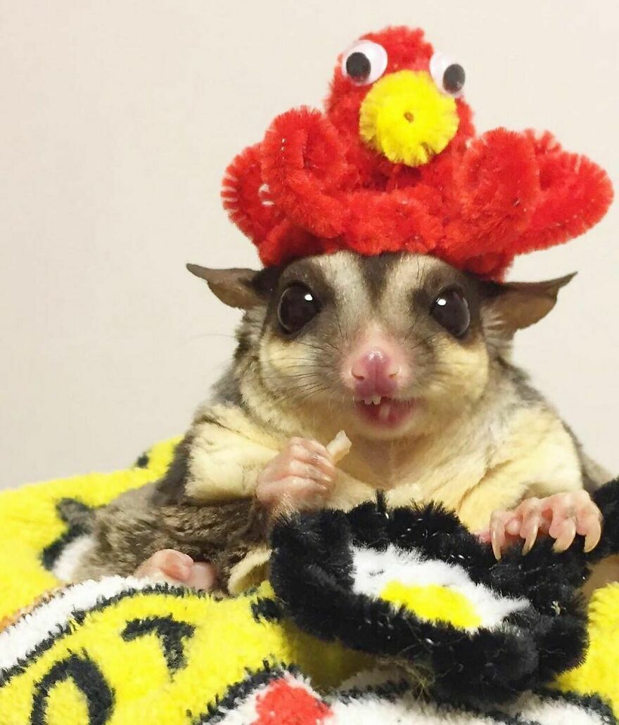Sugar glider wearing octopus hat 