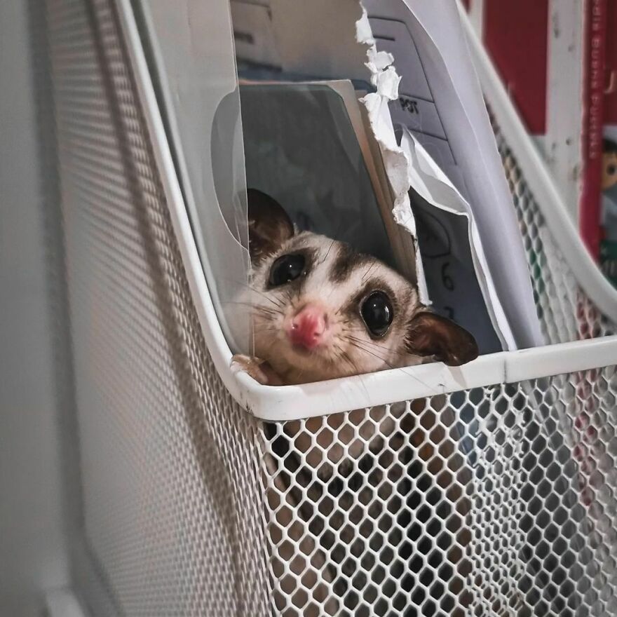 Sugar glider in the paper storage 