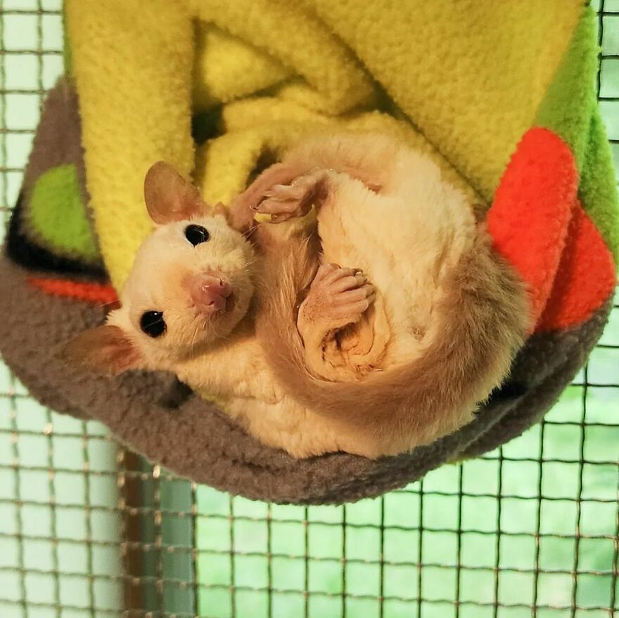Sugar Glider in the blanket 