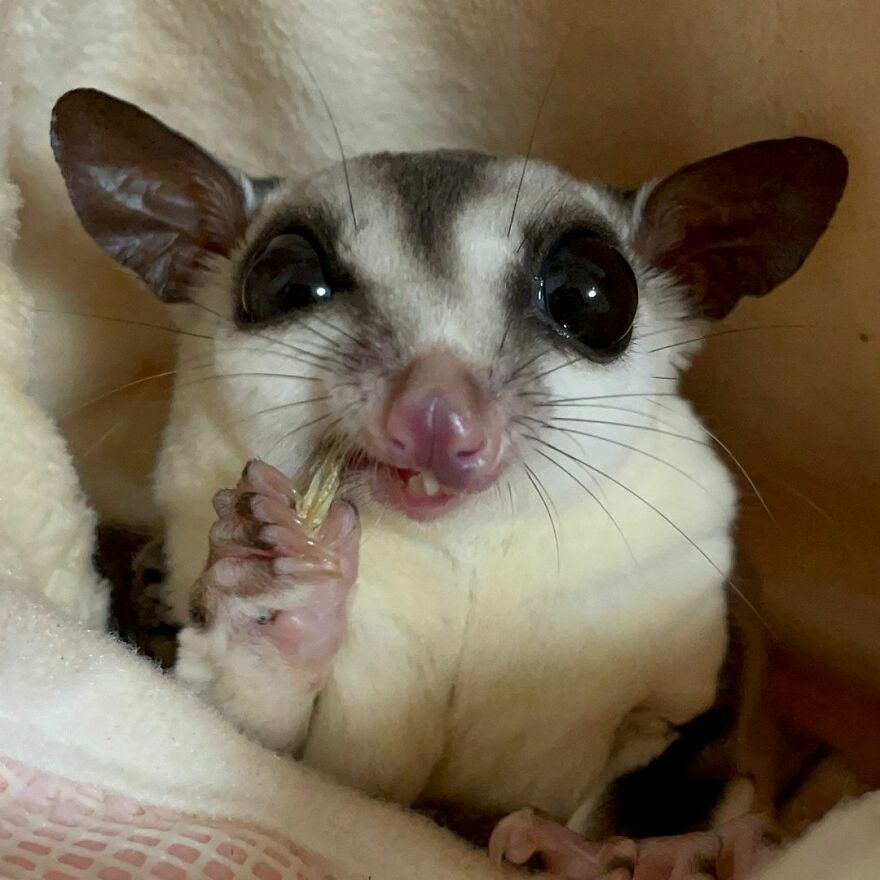 Sugar glider snaking 