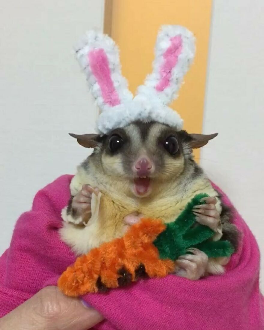 Sugar glider wearing bunny ears 