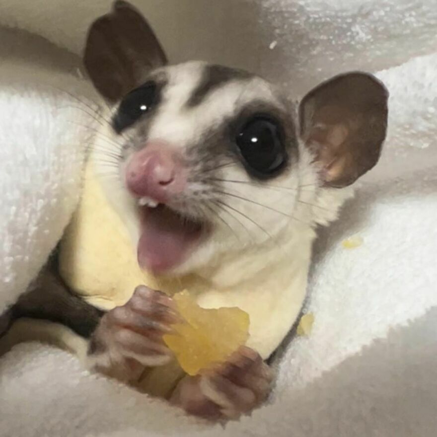 Sugar Glider snaking 