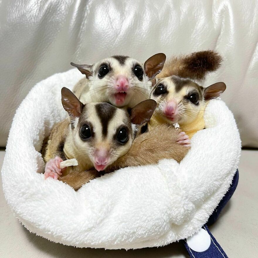 Three sugar gliders in the animal bed 