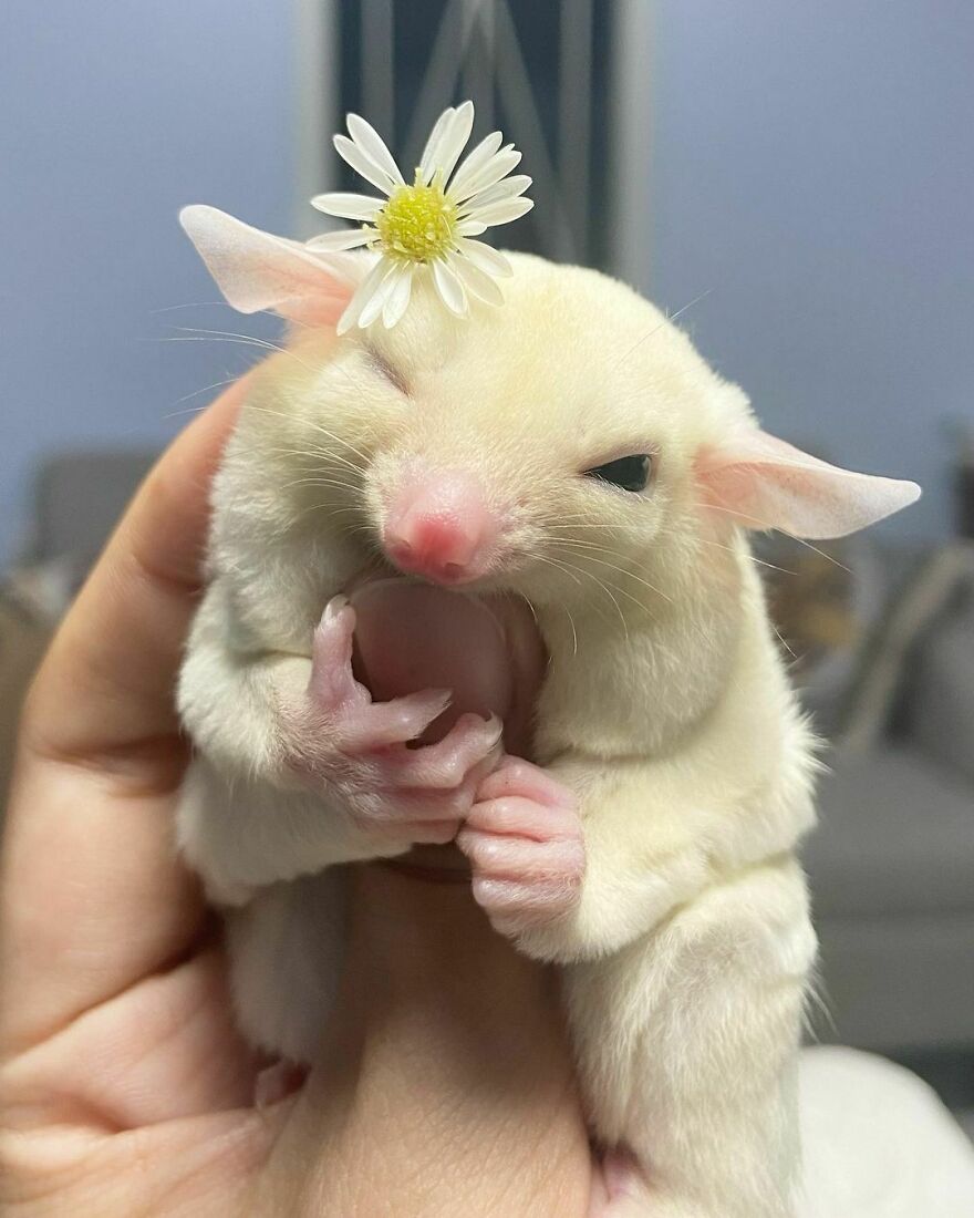 Sugar glider with chamomile