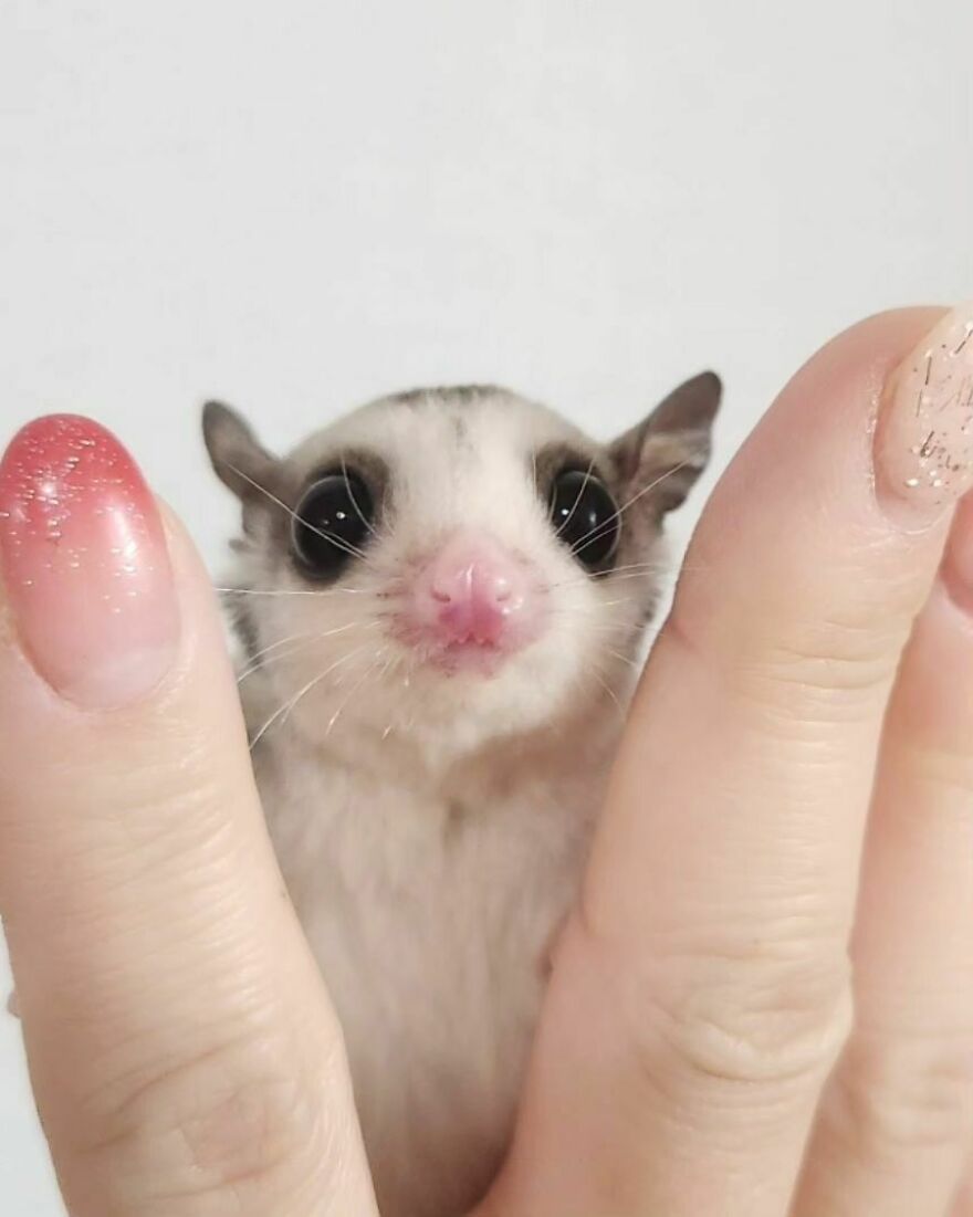 Sugar glider in the human palm 