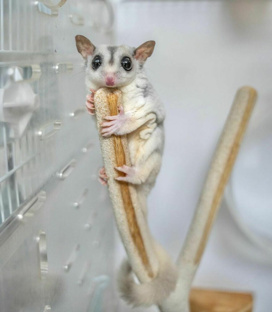 Sugar glider climbing a stick 