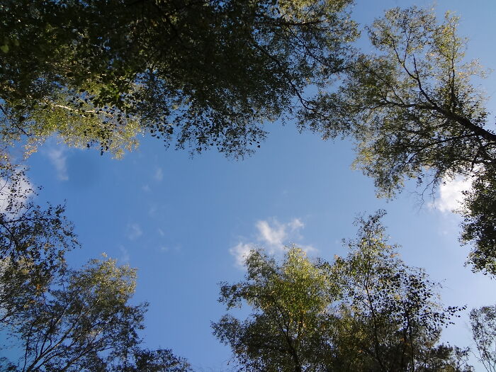 Treetops In Fontainebleau Forest, France