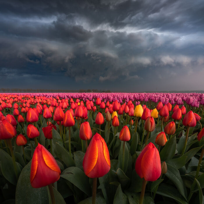 Spectacular Photos From This Year's Tulip Season In The Netherlands