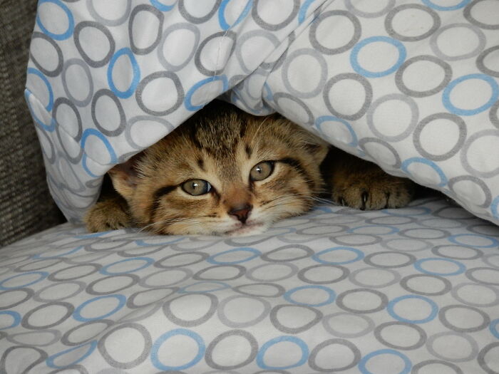 Kittyshark In His Pillow Fort At 8 Weeks. Soft And Sharp And Waiting To Chomp