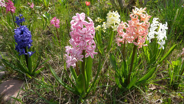 Hyacint Flowers