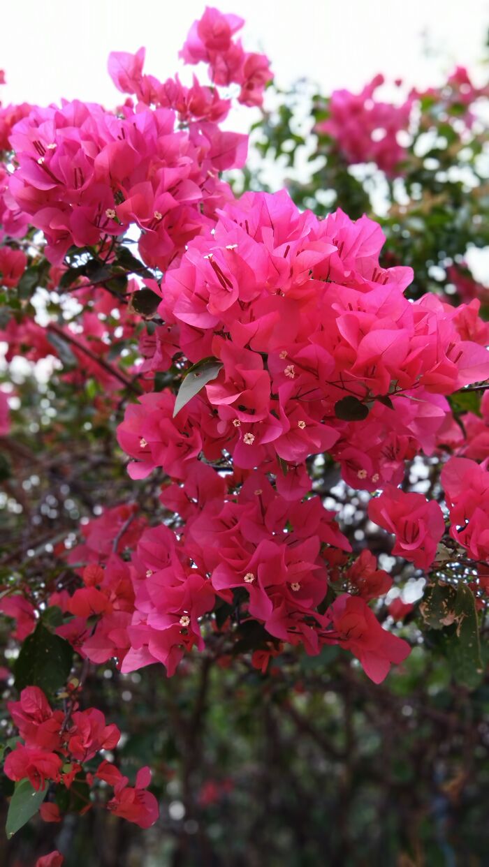 Gorgeous And Natural