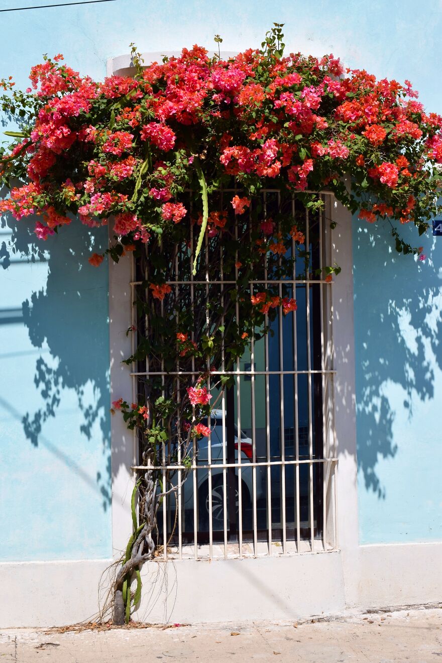 A Bougainvillea Growing Over A Window In Merida, Mexico