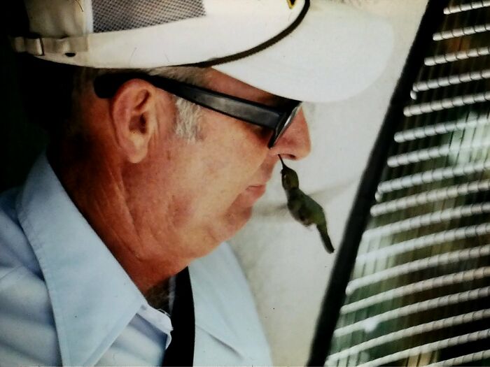 Hummingbird At San Diego Zoo (With My Dad) 1974