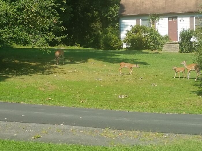 Deer In Our Neighbor's Yard