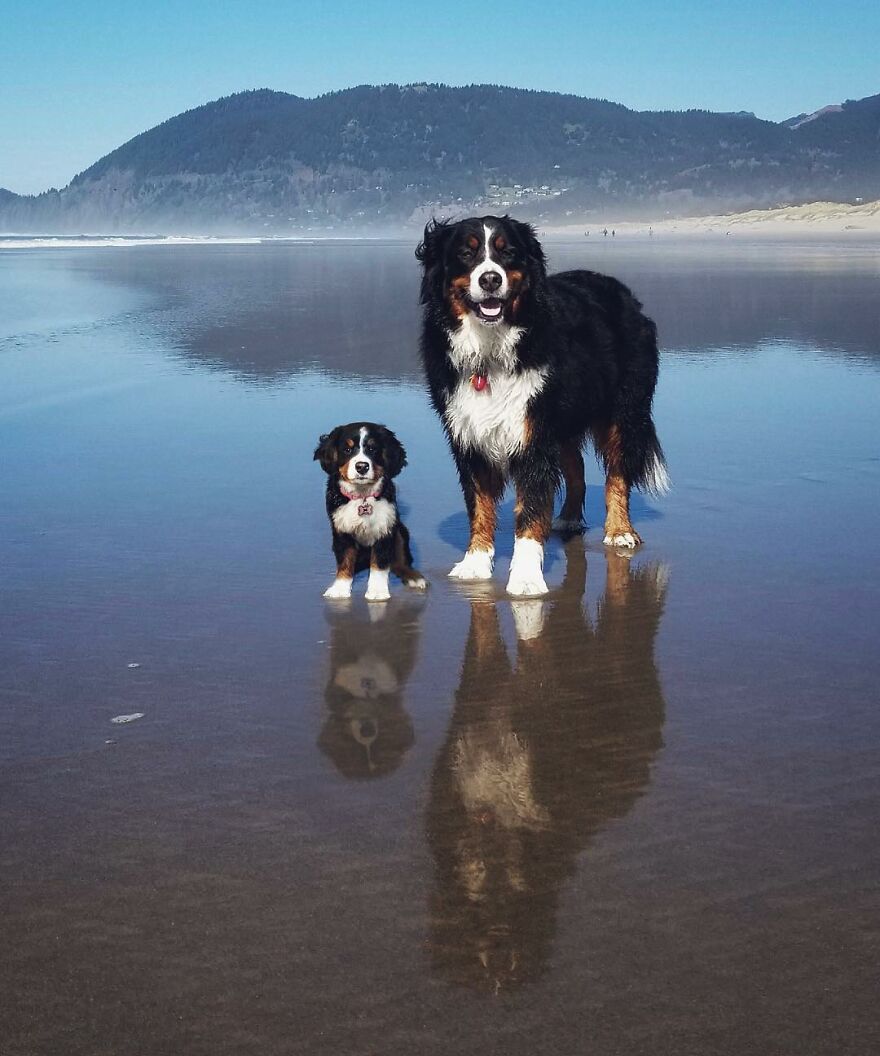 Digital Artist Combines Photos Of Dogs As Puppies And Adults Into One Wholesome Image