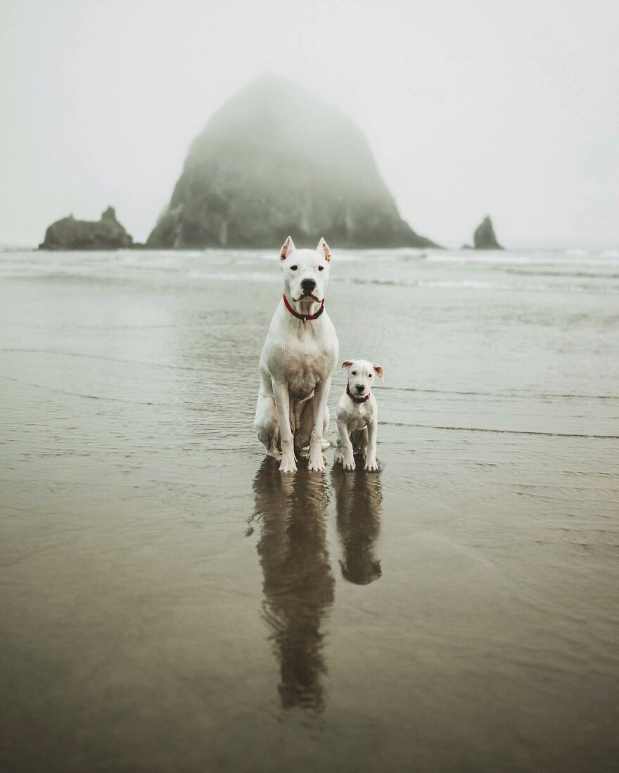 Digital Artist Combines Photos Of Dogs As Puppies And Adults Into One Wholesome Image