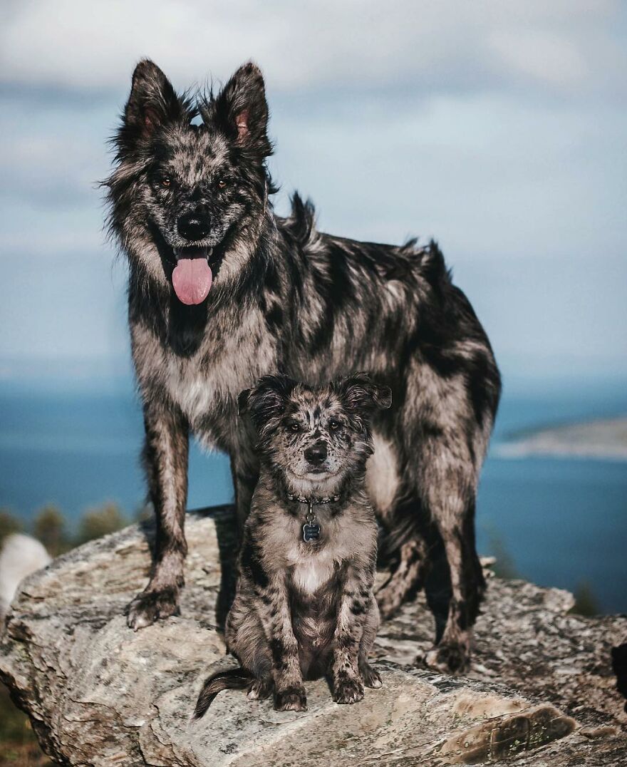 Digital Artist Combines Photos Of Dogs As Puppies And Adults Into One Wholesome Image